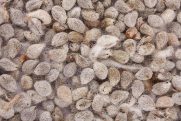 Super Nourishing Cottonseed Meal Price At Alluring Offers - Alibaba.com